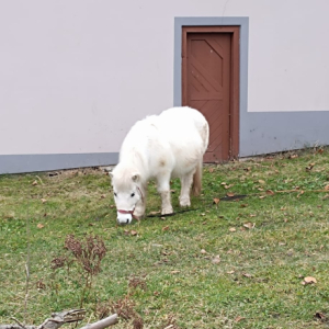 IMG-20241214-WA0086.jpg