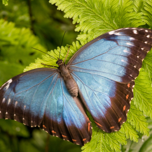 exoticky_motyl_original.jpg